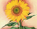 A Sunflower from Maggie 1937 by Georgia O'Keeffe